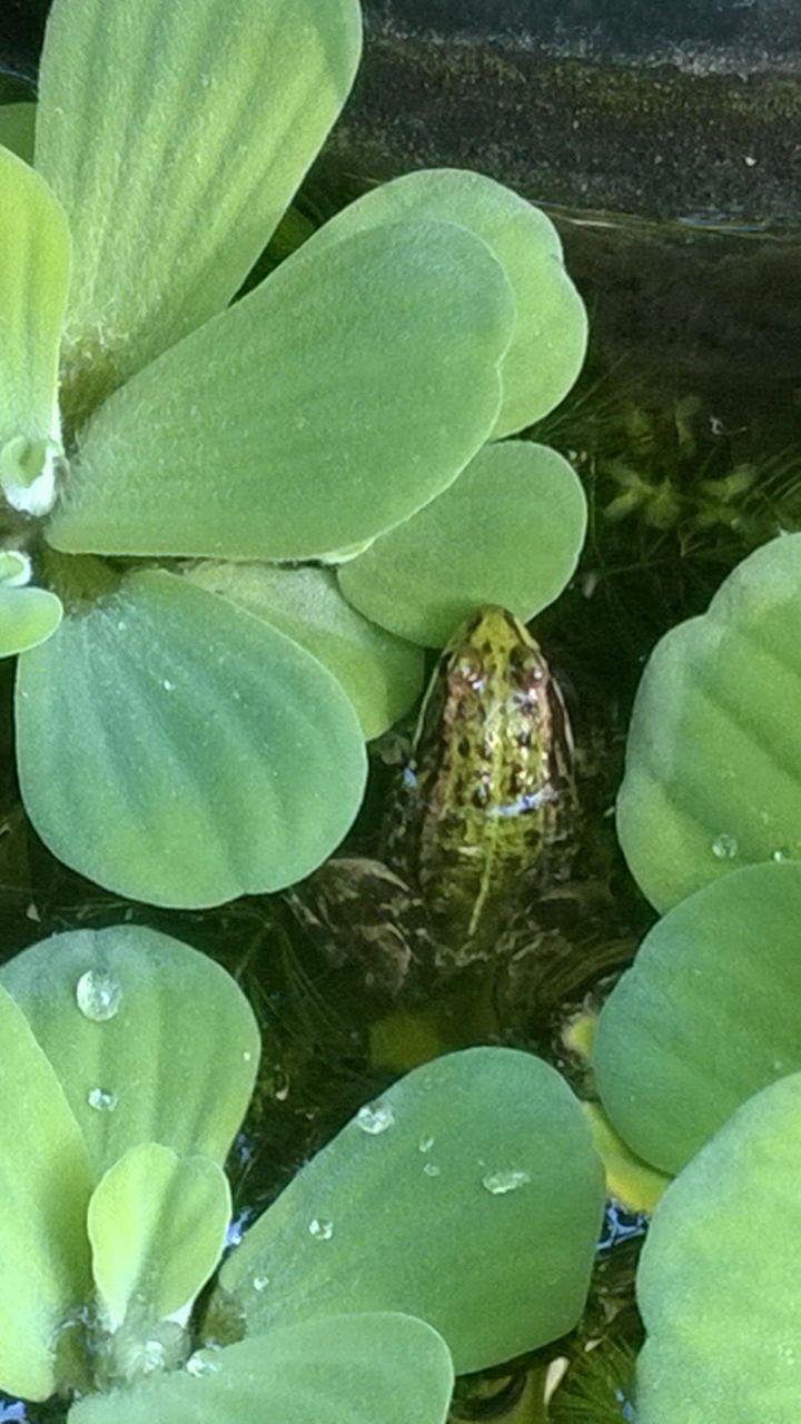Frosch im Teich, der taube Frosch