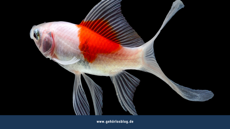 Besondere Freundschaft zwischen Mensch und Goldfisch
