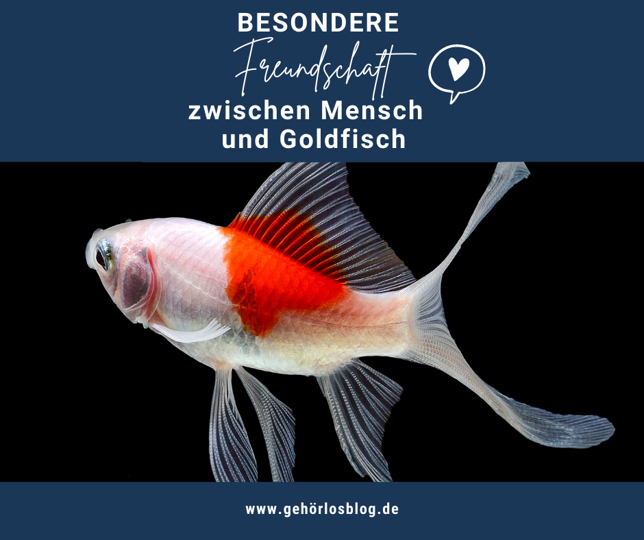Meine Freundschaft mit einem stocktauben Goldfisch